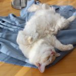 熱中症対策にもなるひんやりする快眠グッズを利用してぐっすりと気分良く眠っている猫のカワイイイメージ画像