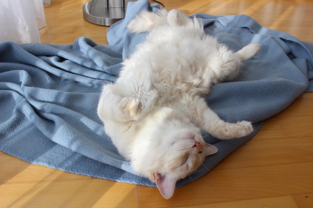 熱中症対策にもなるひんやりする快眠グッズを利用してぐっすりと気分良く眠っている猫のカワイイイメージ画像