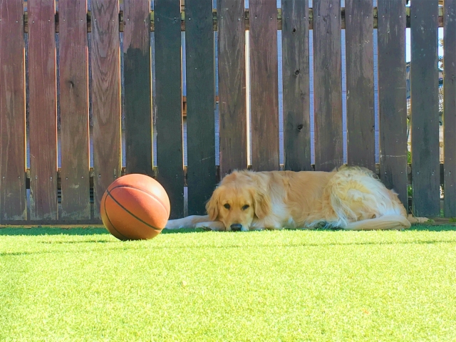 ボールで遊びたいと思っているかわいい犬の様子。情報にもバリアフリーを。障がい者とその関係者のコミュニティ、情報サイト。ナレバリ